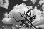 Filename=SGbristlecone1vpweb.jpg
Filesize=124KB
Dimensions=602x402
Date added=Nov 28, 2007 SGbristlecone1vpweb.jpg