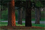 Filename=treesunrise1vpweb.jpg
Filesize=168KB
Dimensions=602x402
Date added=Nov 28, 2007 treesunrise1vpweb.jpg