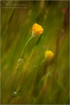 Filename=yellowwithgrass1-4vpweb.jpg
Filesize=121KB
Dimensions=402x602
Date added=Nov 28, 2007 yellowwithgrass1-4vpweb.jpg