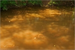 Filename=LLbikeunderwatervpweb.jpg
Filesize=138KB
Dimensions=602x402
Date added=Nov 27, 2007 LLbikeunderwatervpweb.jpg