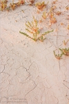 Filename=BNPcracksplants1vpweb.jpg
Filesize=228KB
Dimensions=402x602
Date added=Nov 26, 2007 BNPcracksplants1vpweb.jpg