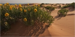 Filename=CPflowerspano1vpweb.jpg
Filesize=158KB
Dimensions=602x299
Date added=Nov 26, 2007 CPflowerspano1vpweb.jpg