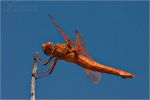 Filename=LDdragonfly1vpweb.jpg
Filesize=132KB
Dimensions=602x402
Date added=Nov 26, 2007 LDdragonfly1vpweb.jpg