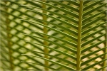 Filename=LDfern1vpweb.jpg
Filesize=201KB
Dimensions=602x402
Date added=Nov 26, 2007 LDfern1vpweb.jpg