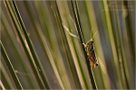 Filename=LDgrasshopper1vpweb.jpg
Filesize=141KB
Dimensions=602x402
Date added=Nov 26, 2007 LDgrasshopper1vpweb.jpg