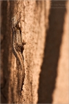 Filename=LDlizard1vpweb.jpg
Filesize=156KB
Dimensions=402x602
Date added=Nov 26, 2007 LDlizard1vpweb.jpg
