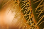 Filename=LDspines1vpweb.jpg
Filesize=158KB
Dimensions=602x402
Date added=Nov 26, 2007 LDspines1vpweb.jpg