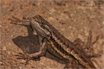 Filename=LDwhiptail1vpweb.jpg
Filesize=171KB
Dimensions=602x402
Date added=Nov 26, 2007 LDwhiptail1vpweb.jpg