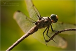 Filename=LLdragonfly2vpweb.jpg
Filesize=141KB
Dimensions=602x402
Date added=Nov 27, 2007 LLdragonfly2vpweb.jpg