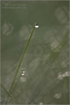 Filename=dewgrass3vpweb.jpg
Filesize=78KB
Dimensions=402x602
Date added=Nov 27, 2007 dewgrass3vpweb.jpg