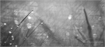 Filename=dewgrass4-bwvpweb.jpg
Filesize=73KB
Dimensions=589x266
Date added=Nov 27, 2007 dewgrass4-bwvpweb.jpg