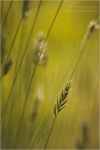 Filename=grassmacro1vpweb.jpg
Filesize=103KB
Dimensions=402x602
Date added=Nov 27, 2007 grassmacro1vpweb.jpg