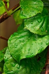 Filename=leafdrops2vpweb.jpg
Filesize=266KB
Dimensions=402x602
Date added=Nov 27, 2007 leafdrops2vpweb.jpg