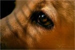 Filename=Cassieeyeclose1vpweb.jpg
Filesize=191KB
Dimensions=602x402
Date added=Nov 27, 2007 Cassieeyeclose1vpweb.jpg
