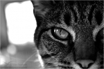 Filename=Catdontmessvpweb.jpg
Filesize=121KB
Dimensions=602x402
Date added=Nov 27, 2007 Catdontmessvpweb.jpg