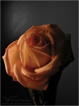 Filename=rose1textideavpweb.jpg
Filesize=76KB
Dimensions=385x512
Date added=Nov 27, 2007 rose1textideavpweb.jpg