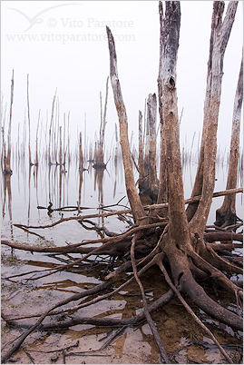 Driftwood Stump in Fog